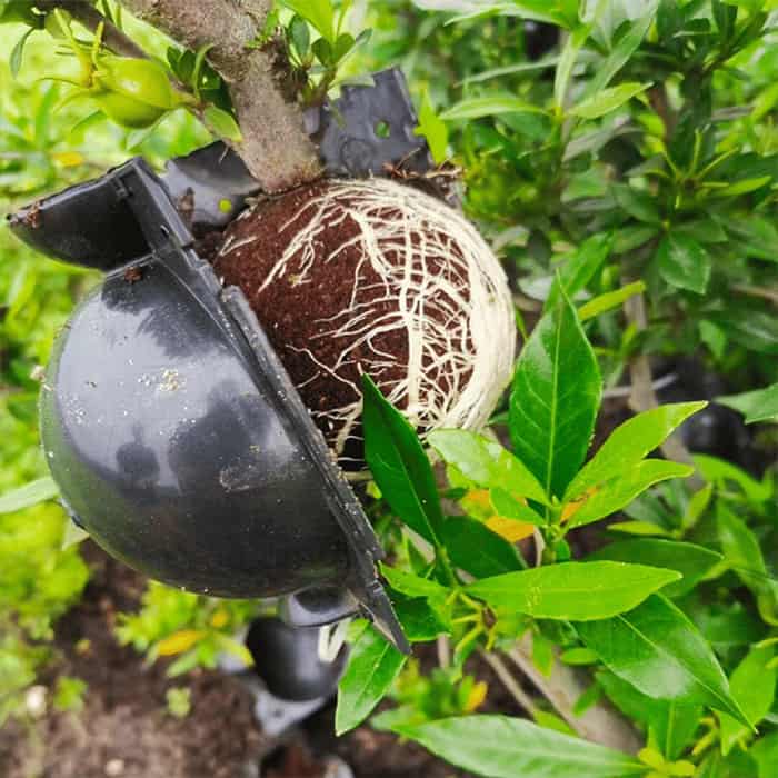 RootBall, nástroj pre úspešné klonovanie rastlín (2 ks) - Image 7